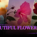 Beautiful Flower PFP