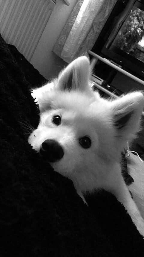 Black and White Dog PFP