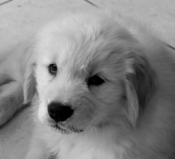 Black and White Dog PFP