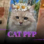 Cat PFP