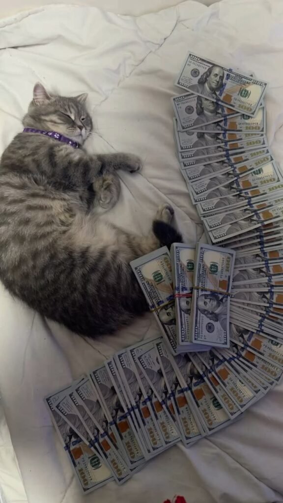 Cat With Money PFP