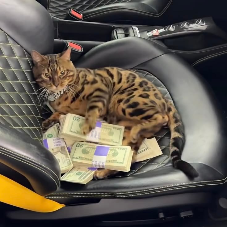 Cat With Money PFP