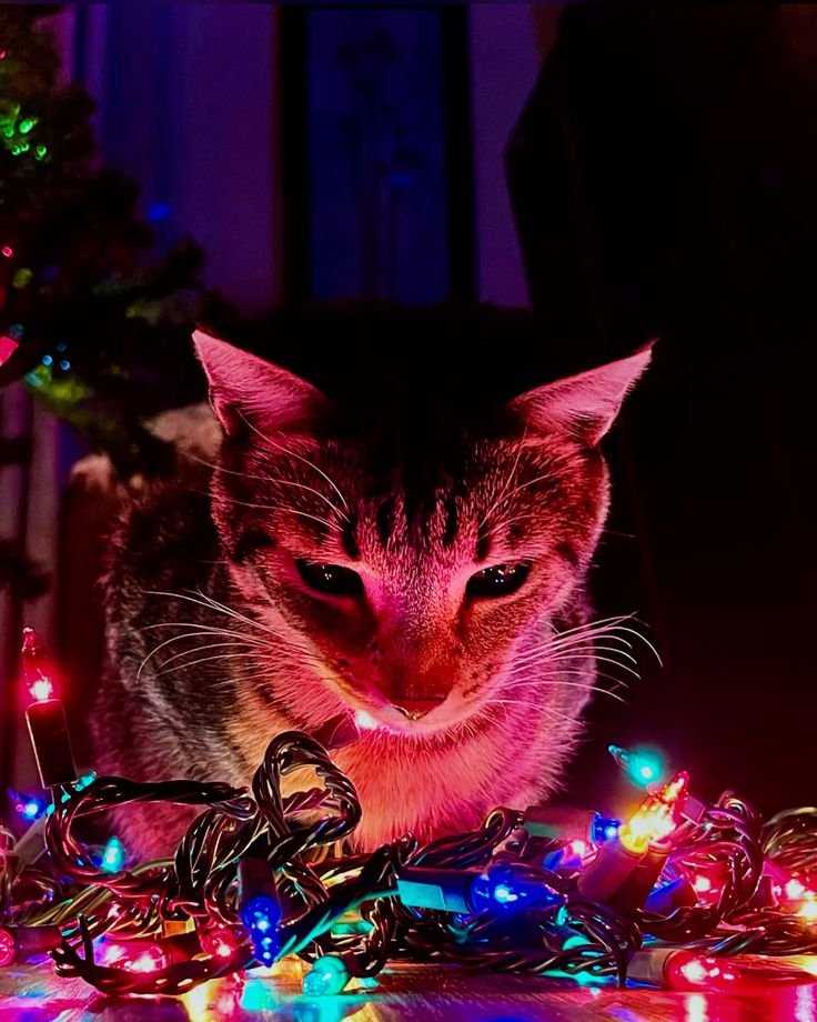 Christmas PFP Christmas Lights