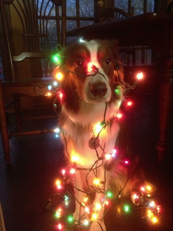 Christmas PFP Christmas Lights