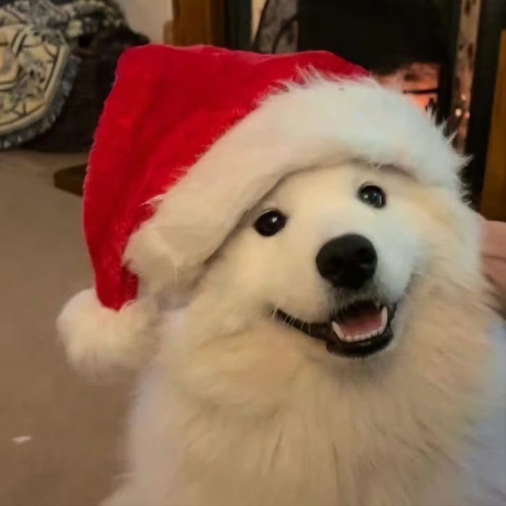 Christmas PFP Cute
