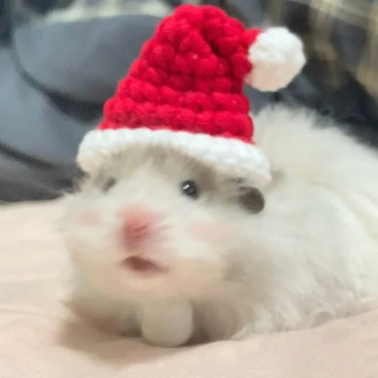 Christmas PFP Cute Animal