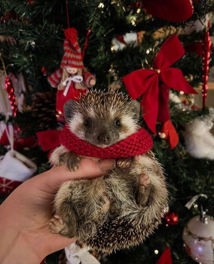 Christmas PFP Cute Animal