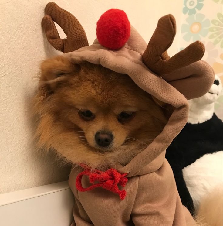 Christmas PFP Cute Animal