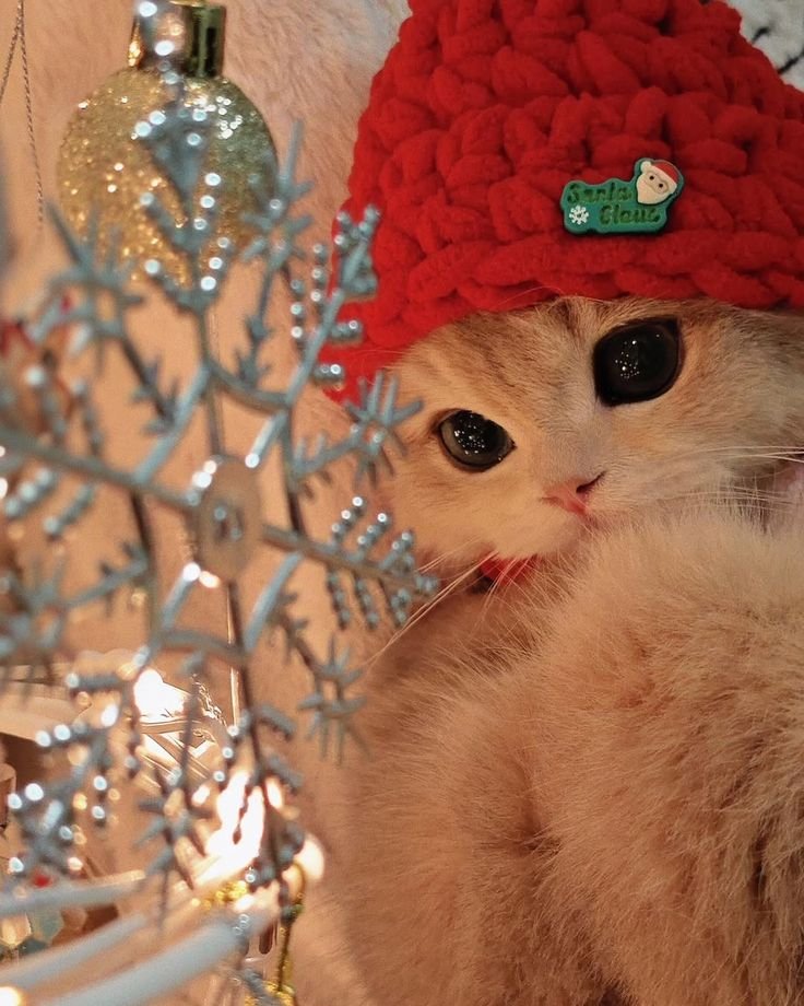 Christmas PFP Discord