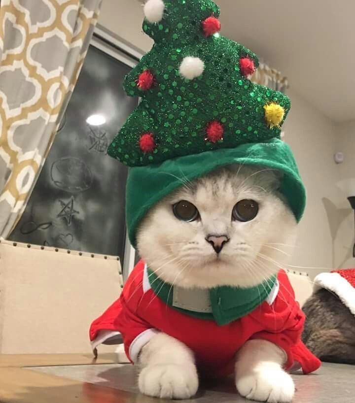 Christmas PFP Red And Green