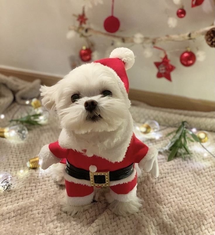 Christmas PFP Santa