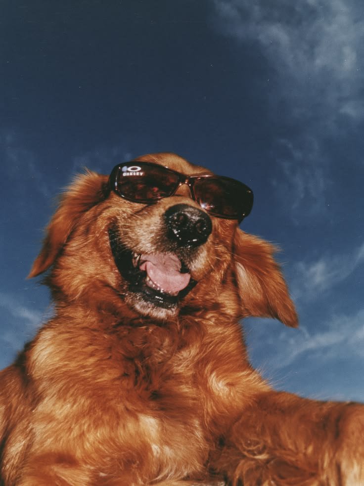 Cool Dog PFP