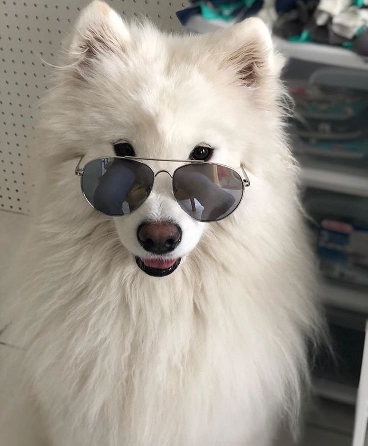 Cool Dog PFP