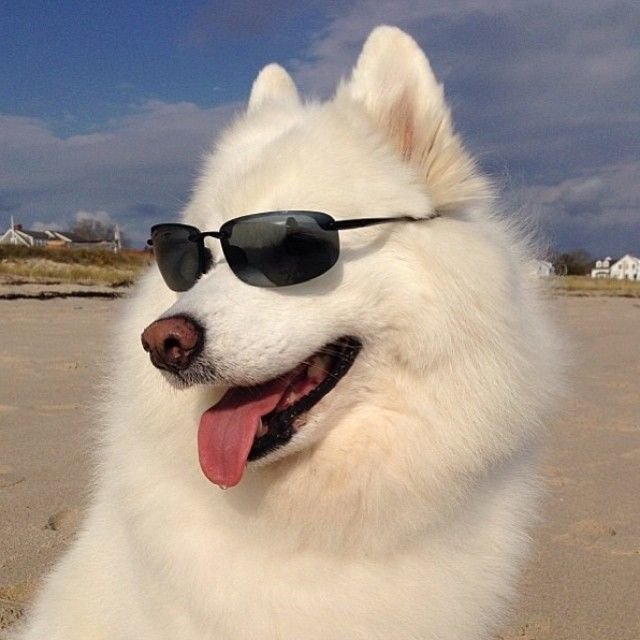 Cool Dog PFP