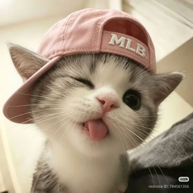Cute Cat PFP