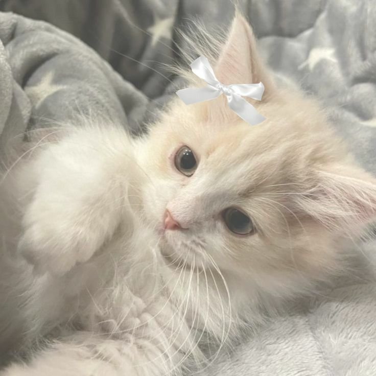 Cute Cat PFP Aesthetic