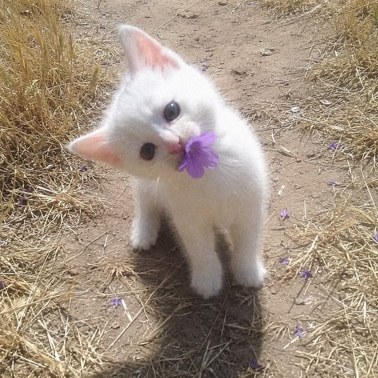 Cute Cat PFP Aesthetic