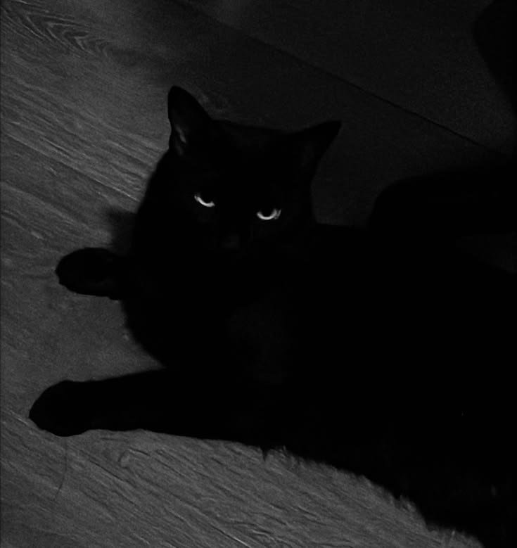 Cute Cat PFP Black
