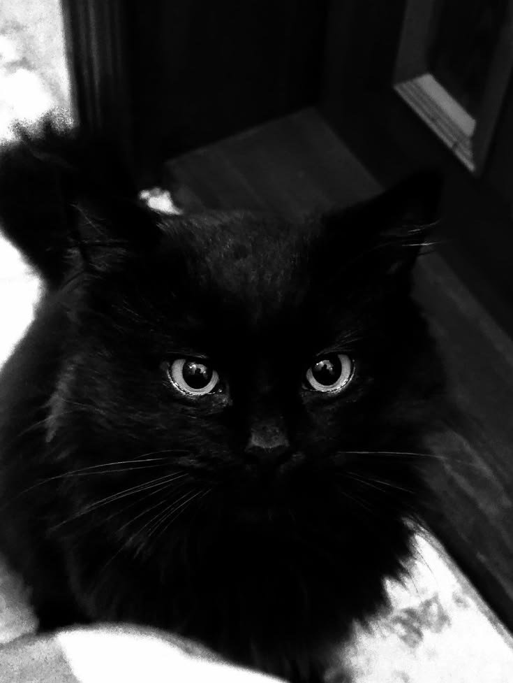 Cute Cat PFP Black