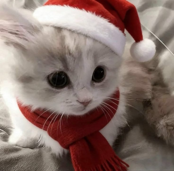 Cute Cat PFP Christmas