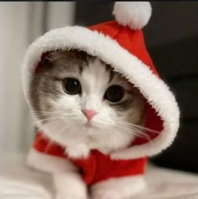 Cute Cat PFP Christmas