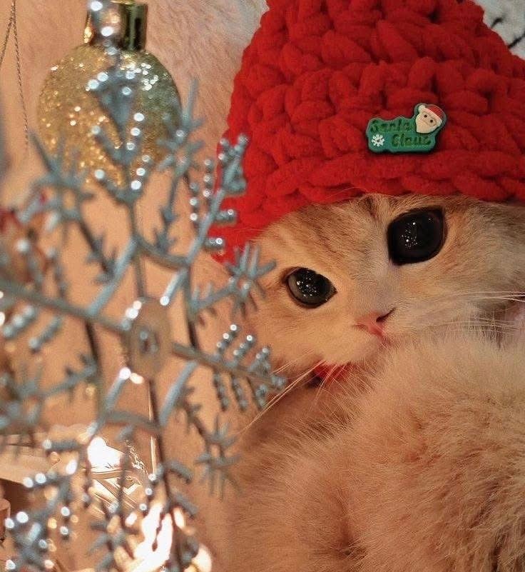 Cute Cat PFP Christmas