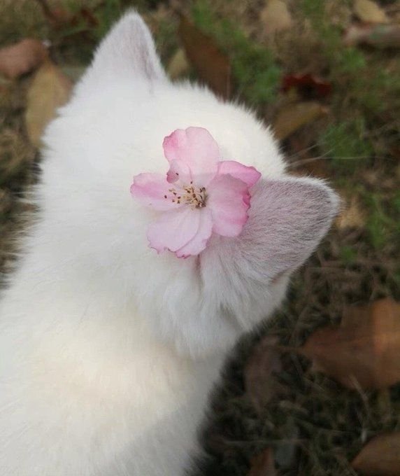 Cute Cat PFP Discord