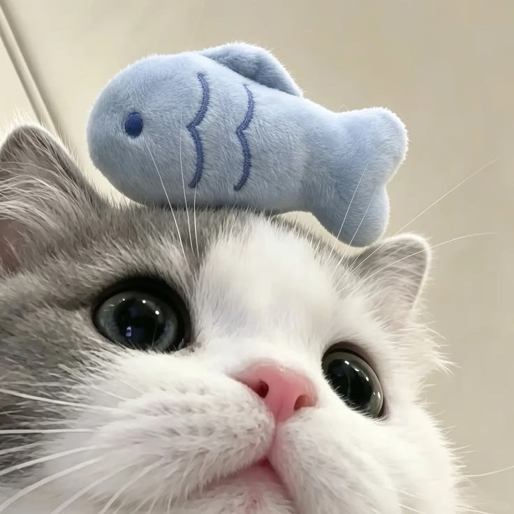 Cute Cat PFP Discord