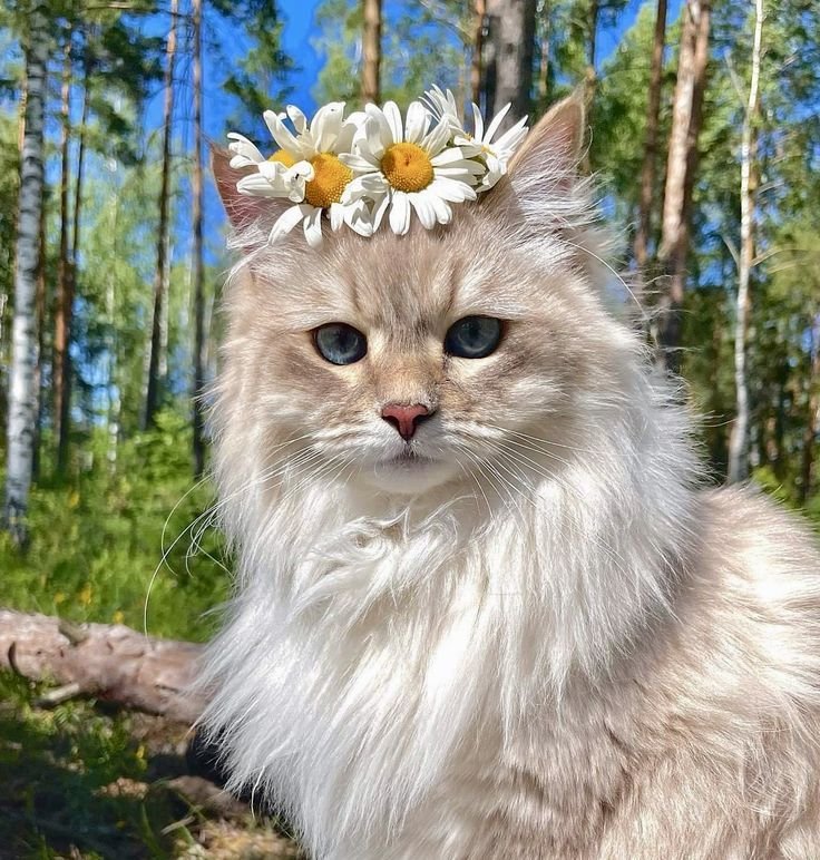 Cute Cat PFP Instagram