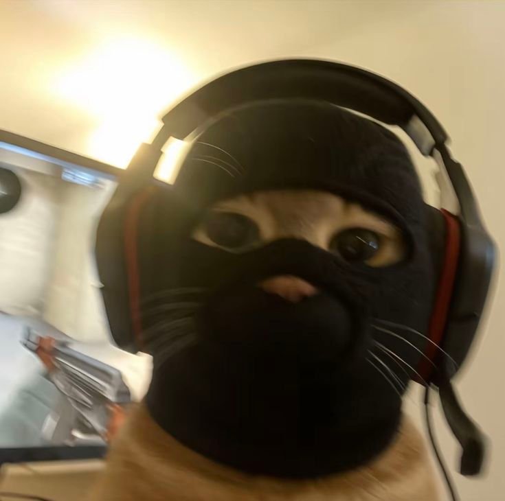 Cute Cat PFP Meme