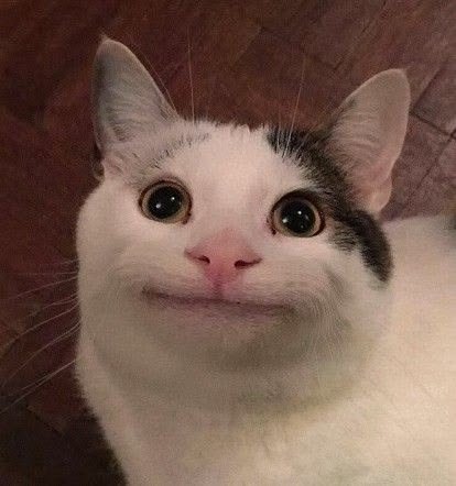 Cute Cat PFP Meme