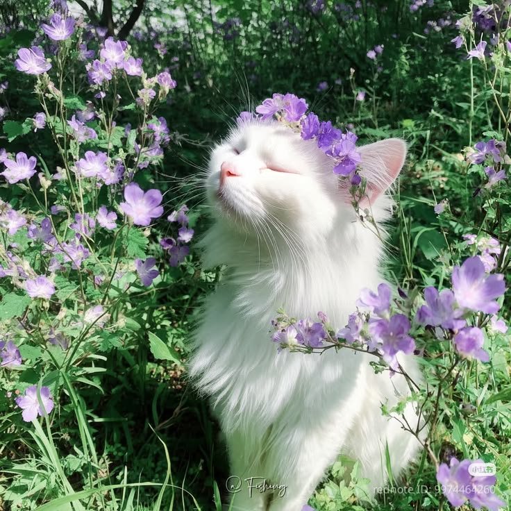 Cute Cat PFP Pinterest
