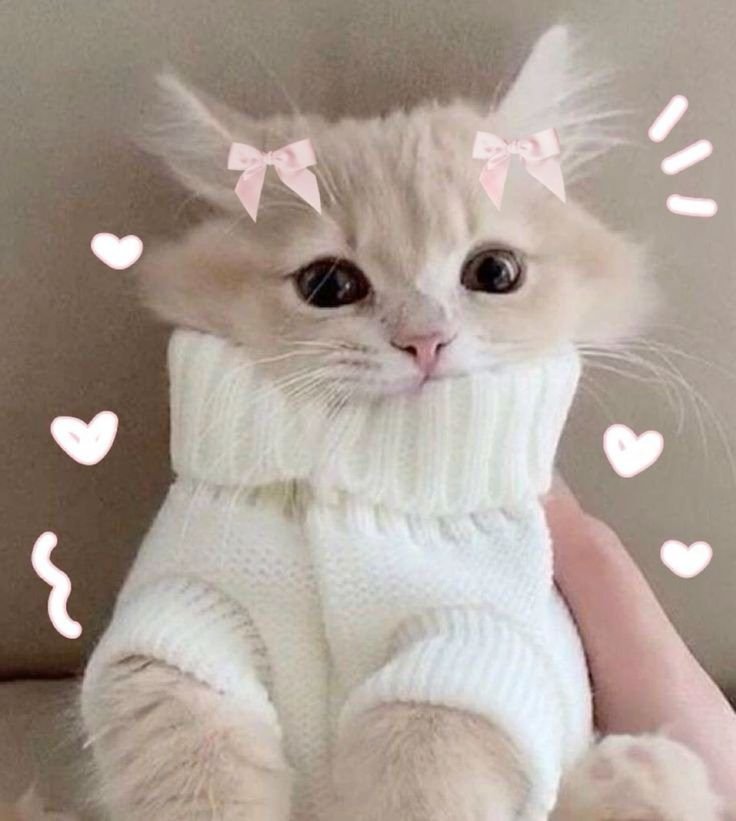 Cute Cat PFP Pinterest