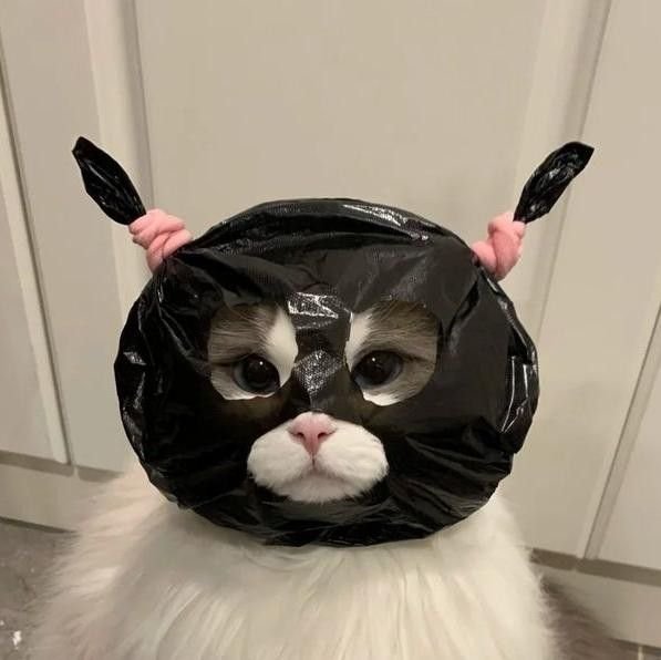 Cute Cat PFP TikTok