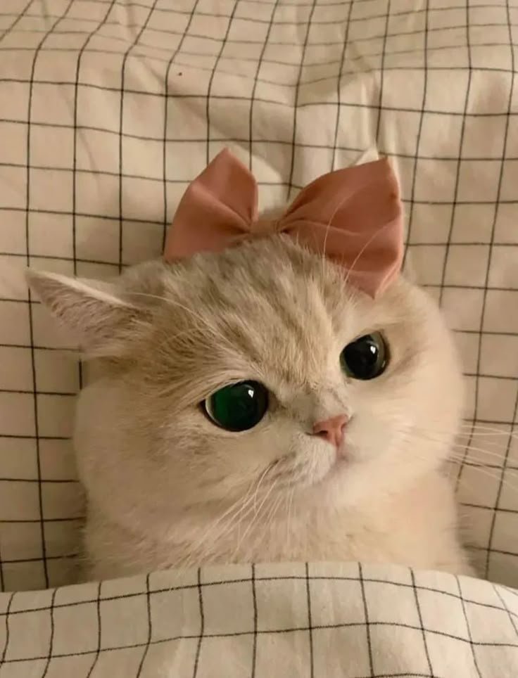 Cute Cat PFP TikTok