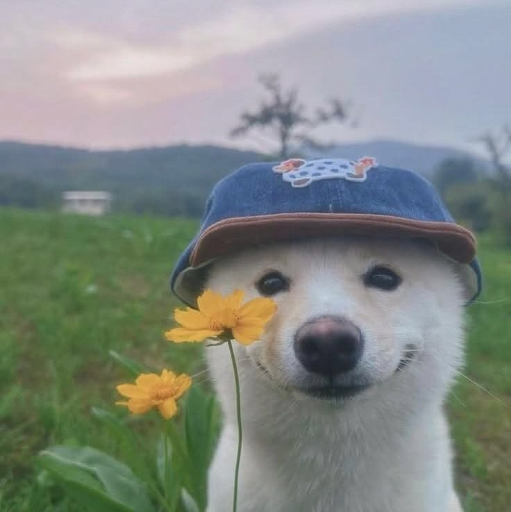 Cute Dog PFP