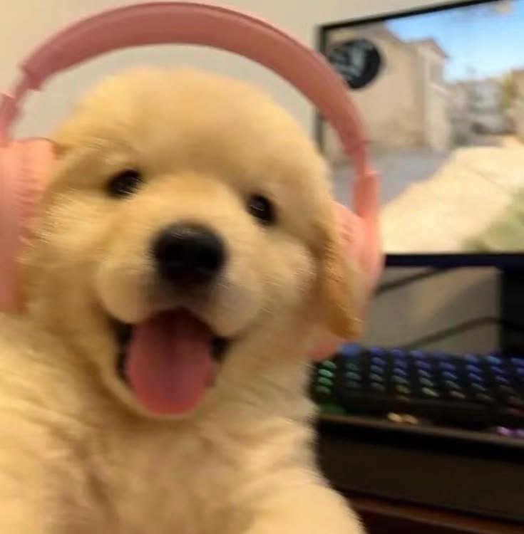 Cute Dog PFP