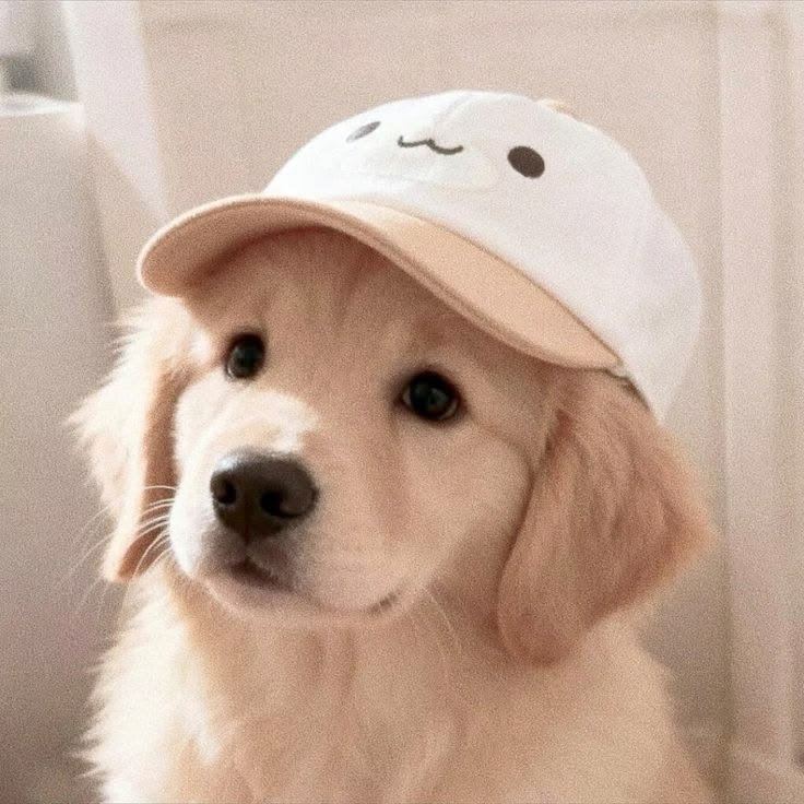 Cute Dog PFP