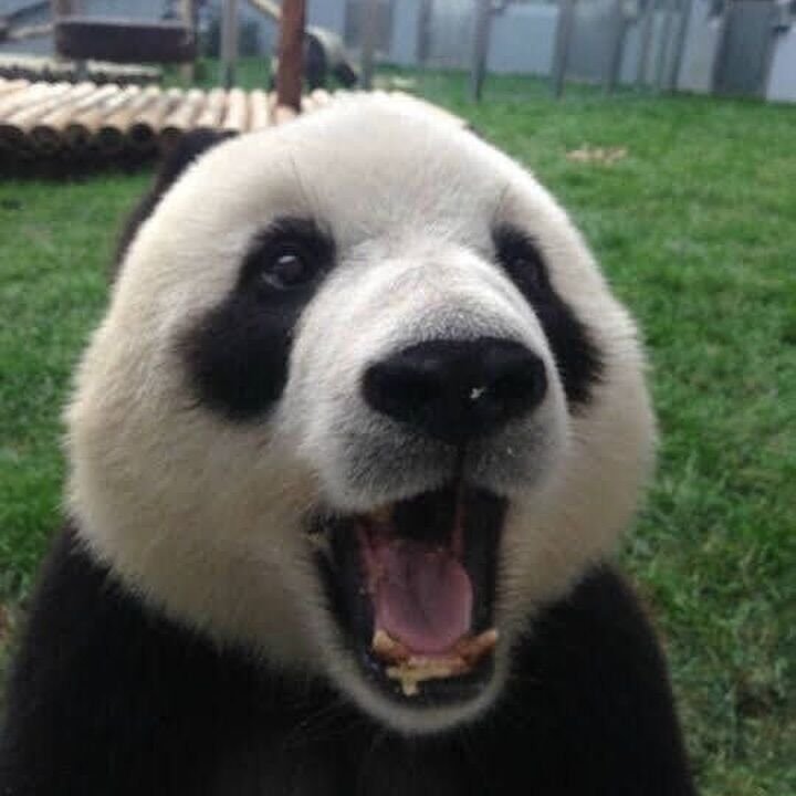 Cute Panda PFP