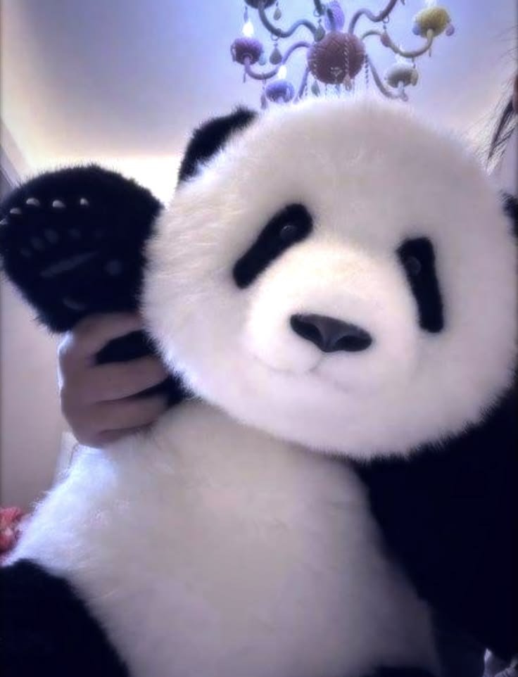 Cute Panda PFP Instagram