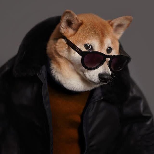 Dog PFP 4K