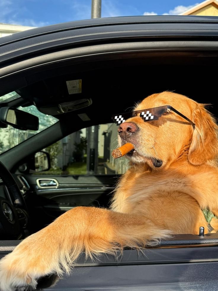 Dog PFP Aesthetic