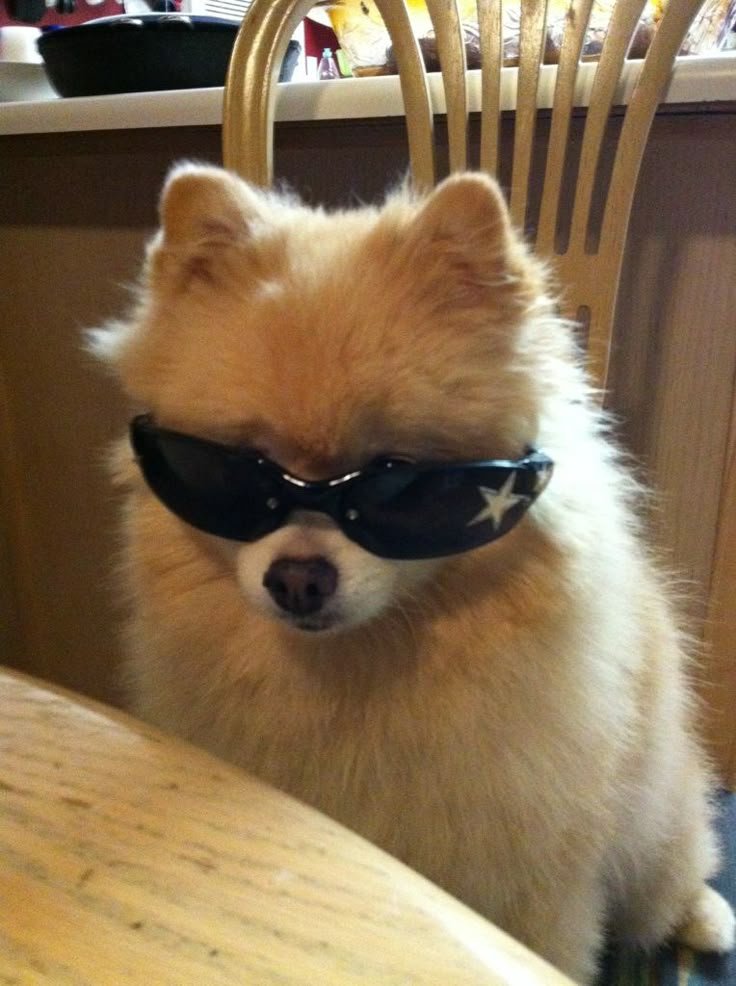 Dog PFP Aesthetic