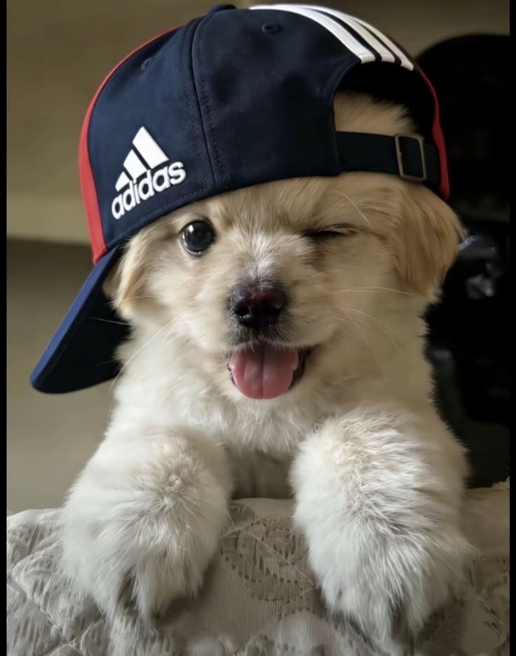 Dog PFP Aesthetic