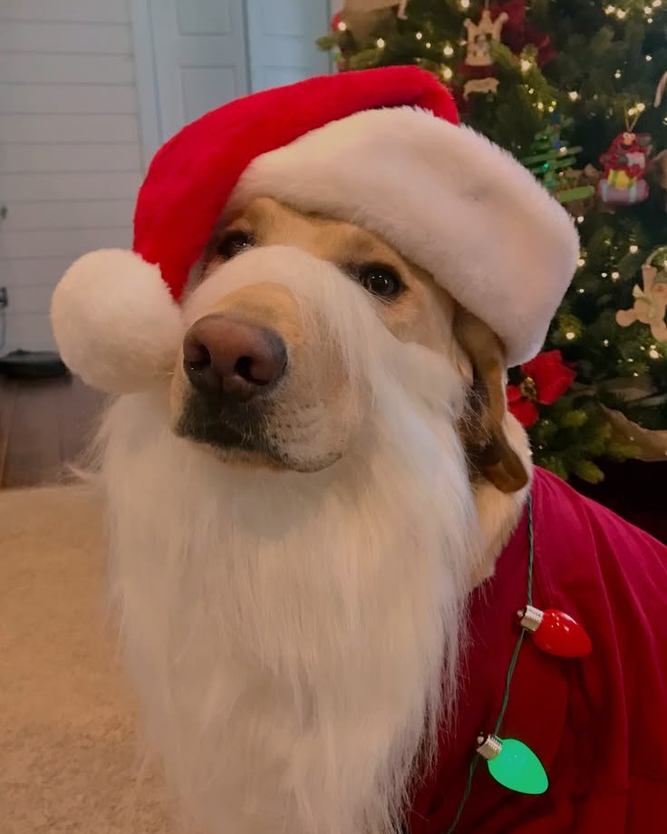 Dog PFP Christmas