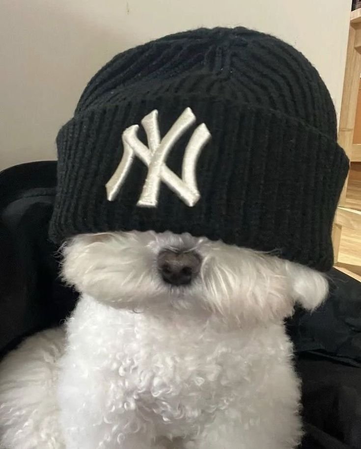 Dog PFP Discord