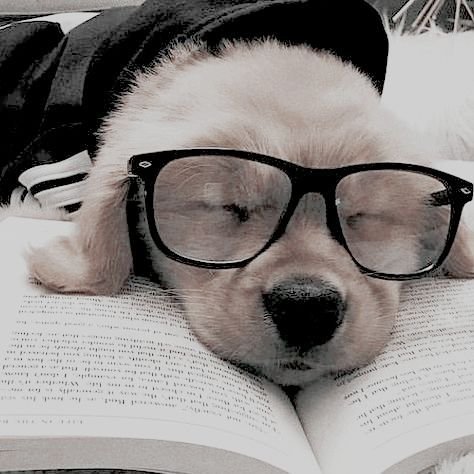 Dog PFP Discord