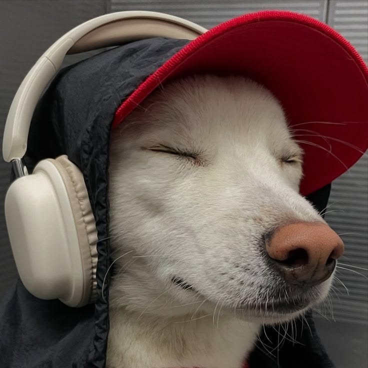 Dog PFP Discord