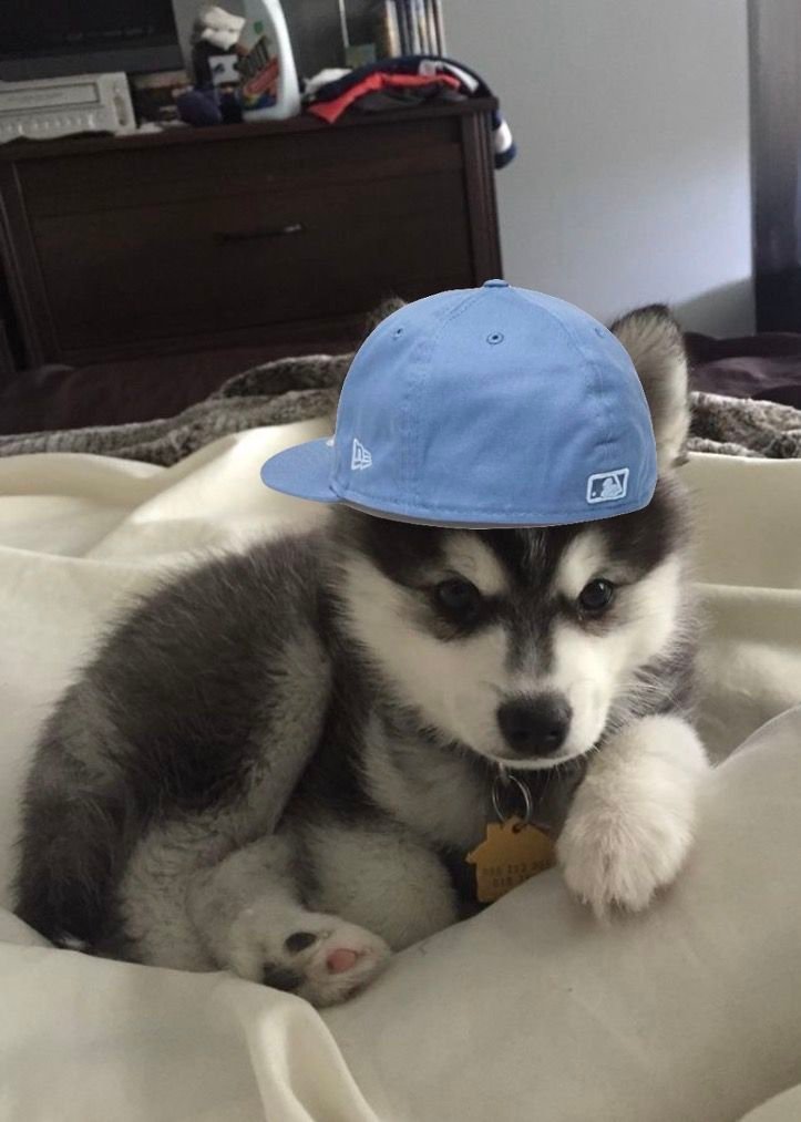 Dog PFP Instagram