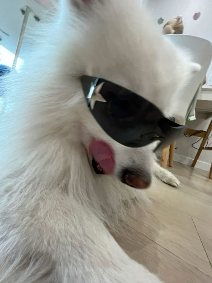 Dog PFP Instagram
